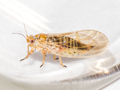 Arytainilla spartiophila